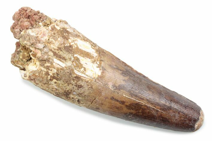 Fossil Spinosaurus Tooth - Feeding Worn Tooth #370517